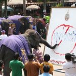 День слона в Паттайе